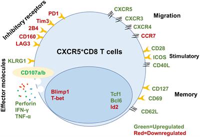Role of CXCR5+ CD8+ T cells in human immunodeficiency virus-1 infection